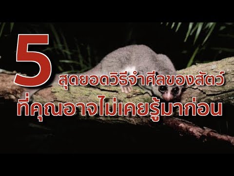 วีดีโอ: ลำดับในการจำศีลคืออะไร?