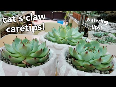 וִידֵאוֹ: What Is A Cat Claw Plant: How To Care For Cat Claw Cactus