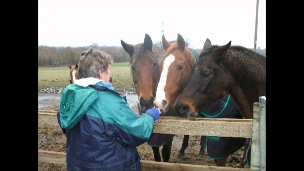 Redwings Horse Sanctuary