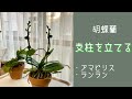 2021年11月13日　【花茎に支柱を立てる】　胡蝶蘭の花茎が伸びて来たので、長いものには支柱を立てます　慌てず丁寧にやらないとせっかくの花が見られなくなりますから慎重に！