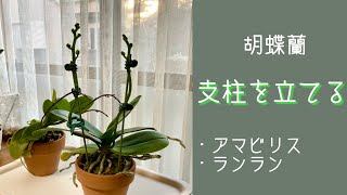 2021年11月13日　【花茎に支柱を立てる】　胡蝶蘭の花茎が伸びて来たので、長いものには支柱を立てます　慌てず丁寧にやらないとせっかくの花が見られなくなりますから慎重に！