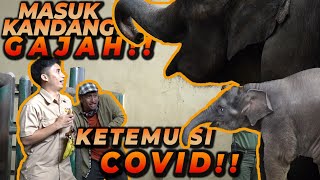 MENCOBA BERINTERAKSI DENGAN ANAK GAJAH DALAM PENGAWASAN IBUNYA - Ft. DeHakims (TAMAN SAFARI PART 1)