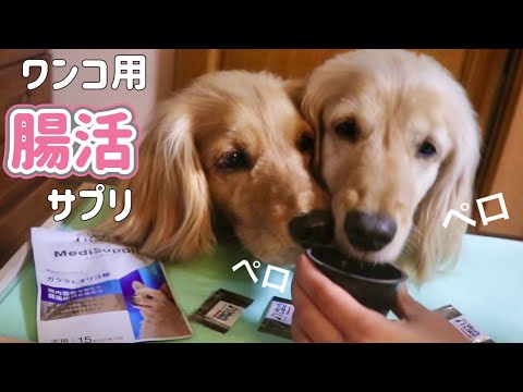 犬の腸活サプリをペロペロ夢中で舐めて可愛すぎた！ASMR