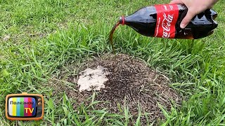 Кока Кола против муравьев! Реальный результат.