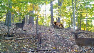 PA Wildlife Trail Camera