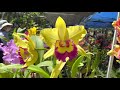 Fairchild Botanical Garden Orchid Show March 13, 2021