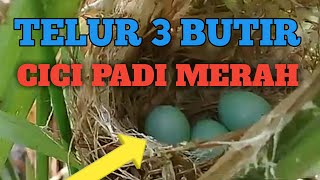 ● SARANG BURUNG SALOME atau CICI PADI MERAH di SAWAH...