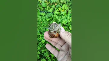 #Виноградная улитка.(#Helix Pomatia) или #садовая улитка (#Helix Aspersa).