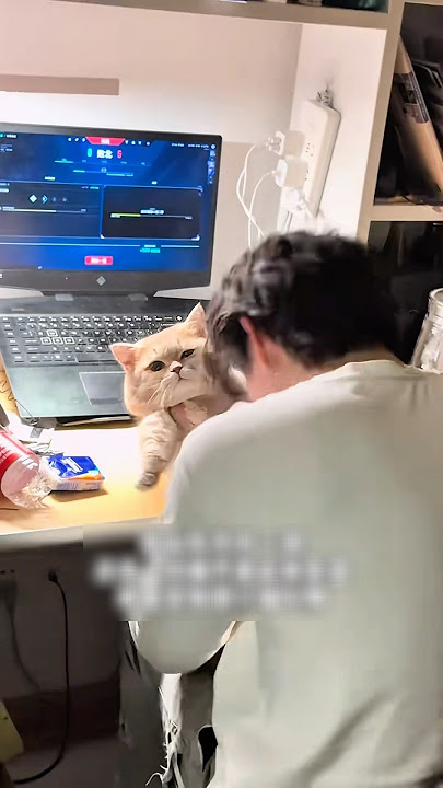 This Cat Actually Listens