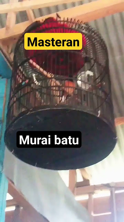 masteran burung murai batu