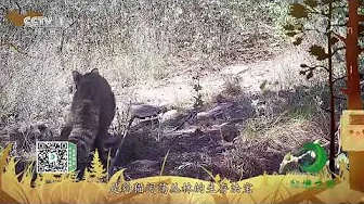 《秘境之眼》 豹猫 20210615| CCTV