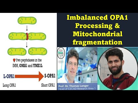 Mitochondria - Niezrównoważone przetwarzanie opa1 i fragmentacja mitochondriów
