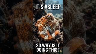 An octopus changes colour while asleep. Nobody knows why. 🐙 #shorts #octopus #science