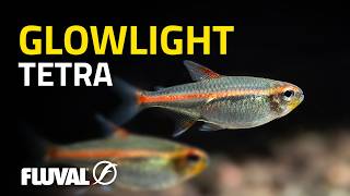 Species Spotlight | Glowlight Tetra