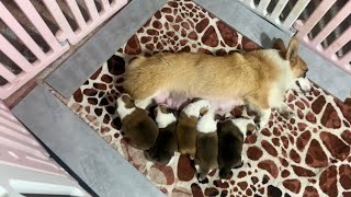 Crying Corgi Puppies Trying To Climb Out To Get To Mom Eat Milk