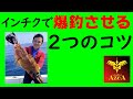 キジハタをインチクで爆釣させる見落としがちな２つのポイント