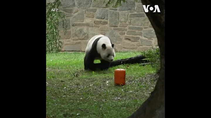 中美关系紧张之际 华盛顿国家动物园为熊猫送行 - 天天要闻