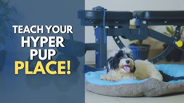 Teaching Your Hyper Dog the Place Command