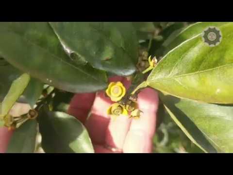 Vídeo: Citrus Phytophthora Manejo: Controlando a podridão da raiz do alimentador de árvores cítricas