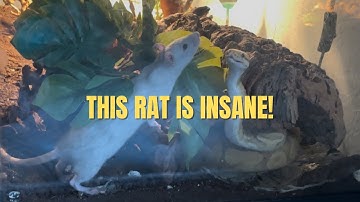 Banana Ball Python Vs. Live Rat! | ⚠️Warning: Graphic⚠️