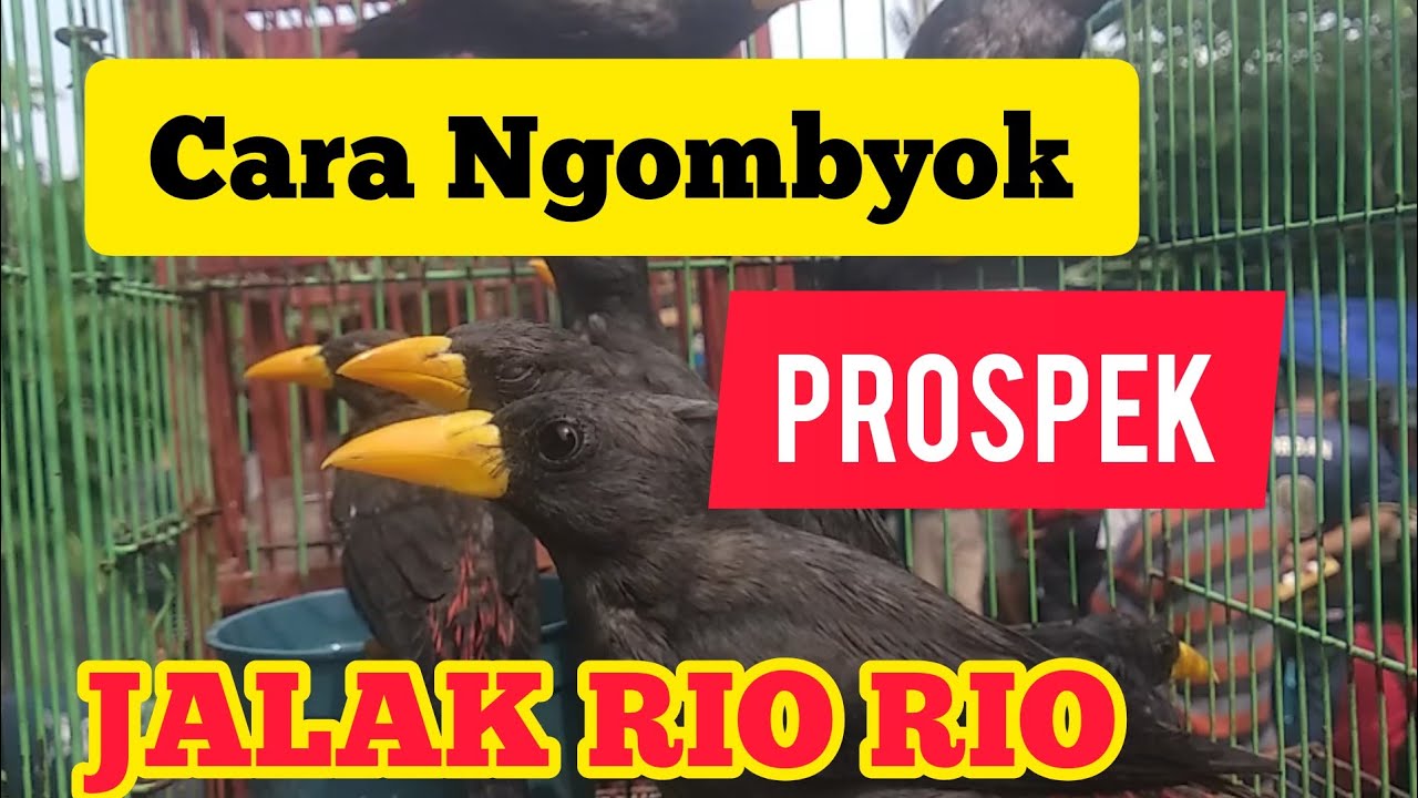 Jalak Rio Rio Cara Memilih Jalak Rio Rio Jantan Bermental Bagus di Ombyokan - YouTube