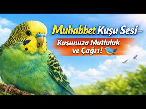 muhabbet kuşu, muhabbet kuşu sesi, muhabbet kuşu sesleri, konuşan muhabbet kuşu,
