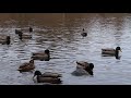 Wild Ducks with Natural Sound