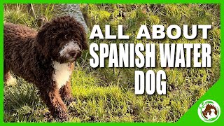 Unbelievable Facts about the Spanish Water Dog You Never Knew!