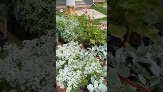 Windy day planting fun! Planted up some pots for the deck. #flowers #garden #annuals #flowerpots