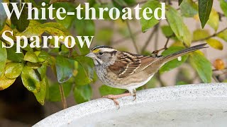 At Your Feeder: White throated Sparrow by Absorbed In Nature 127 views 1 month ago 1 minute, 37 seconds