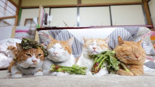 タラの芽　のせ猫　2024　240510