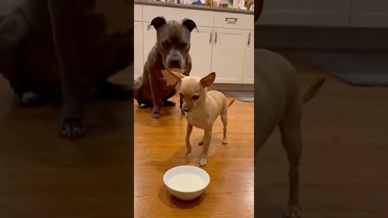 🐶 Чихуахуа против питбуля — Карма и разлив молока 😴🥛 