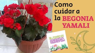 Como cuidar a la Begonia Yamali #eljardindechelita - YouTube