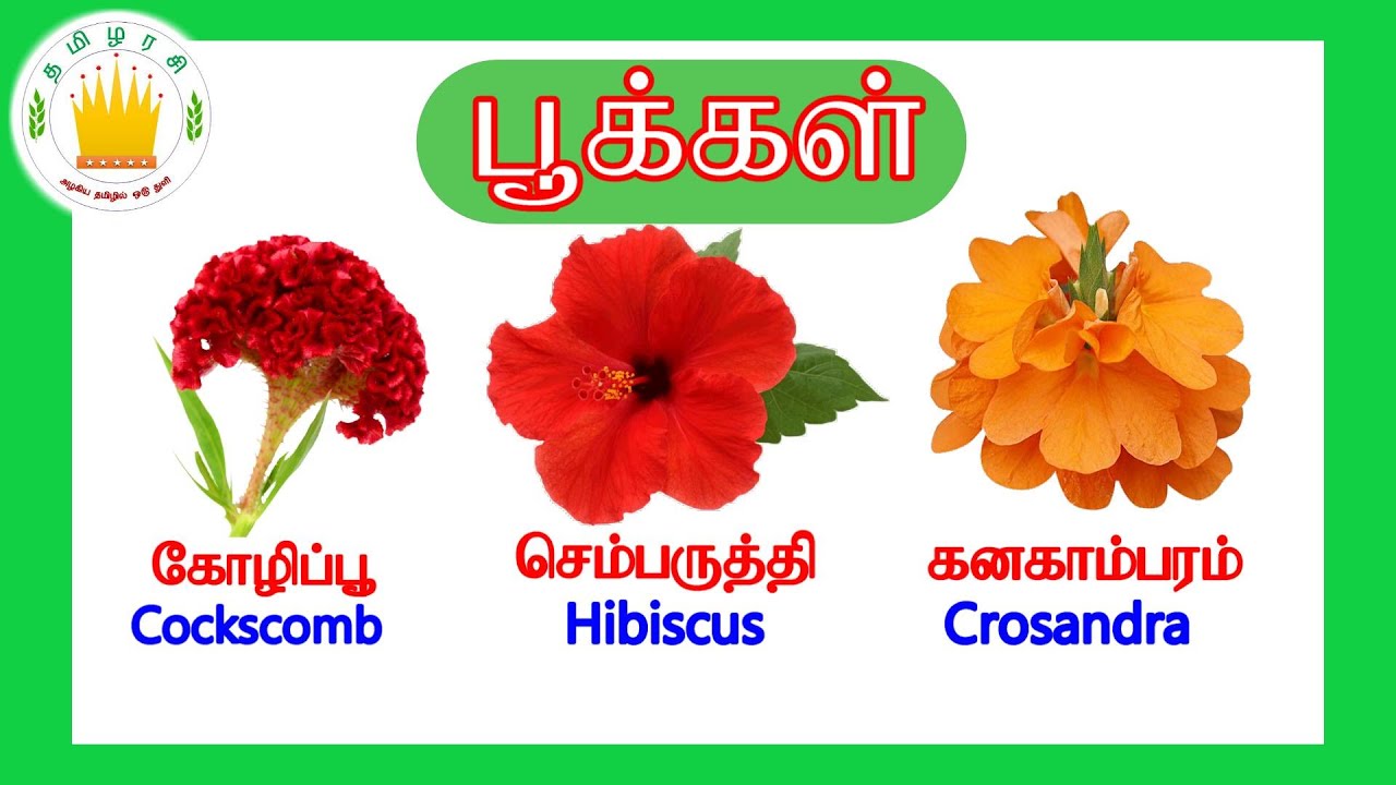 Flowers Name In Tamil Nadu Best Flower Site