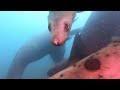 Любопытные сивучи (Steller sea lions). Дайвинг с сивучами, Невельск, Сахалинская область, 16.04.22