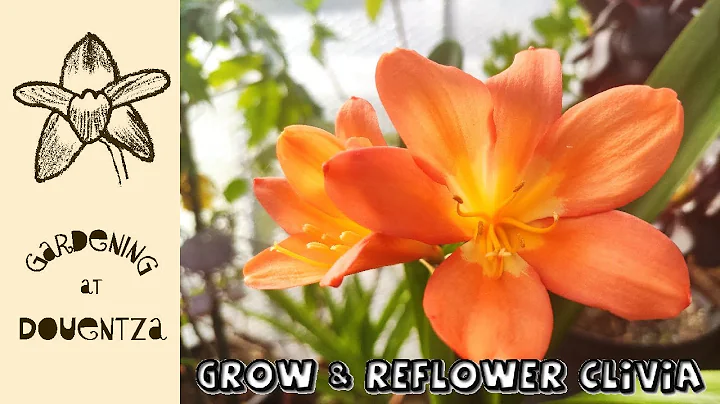 How to Grow and Reflower the Clivia || Quick & Easy Guide - DayDayNews