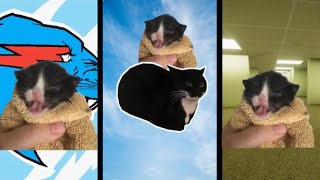 Kitten Meows but famous Meme Music