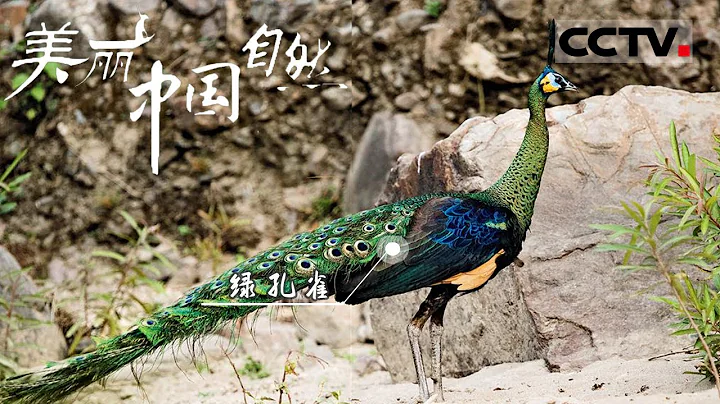 【ENG】走進綠孔雀之鄉 遇見綠羽仙蹤的曼妙《美麗中國自然》哀牢山系列【CCTV紀錄】 - 天天要聞