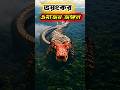 👉 এমাজন জঙ্গল — বিশ্বের সবচেয়ে ভয়ংকর রেইন ফরেস্ট 🌳😱 | Amazon Jungle Facts in Bangla#shorts #amazon