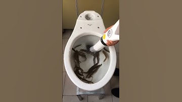Dụng cụ thông bồn cầu toilet bị tắc nghẽn bằng ống hơi cực mạnh, có đồng hồ áp suất...