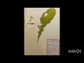 #collection for herbarium #collection of pathology