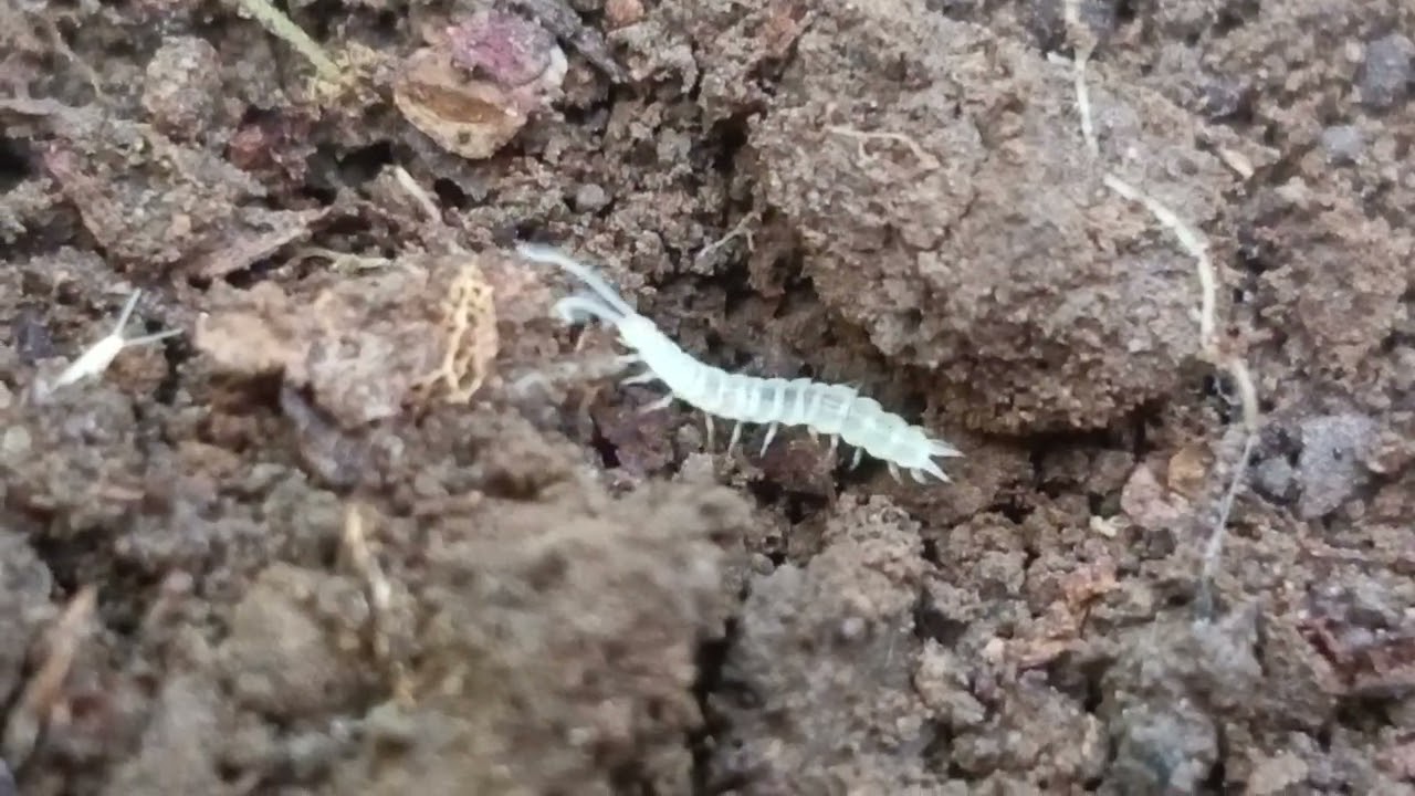 Symphylan from Salyan district Nepal