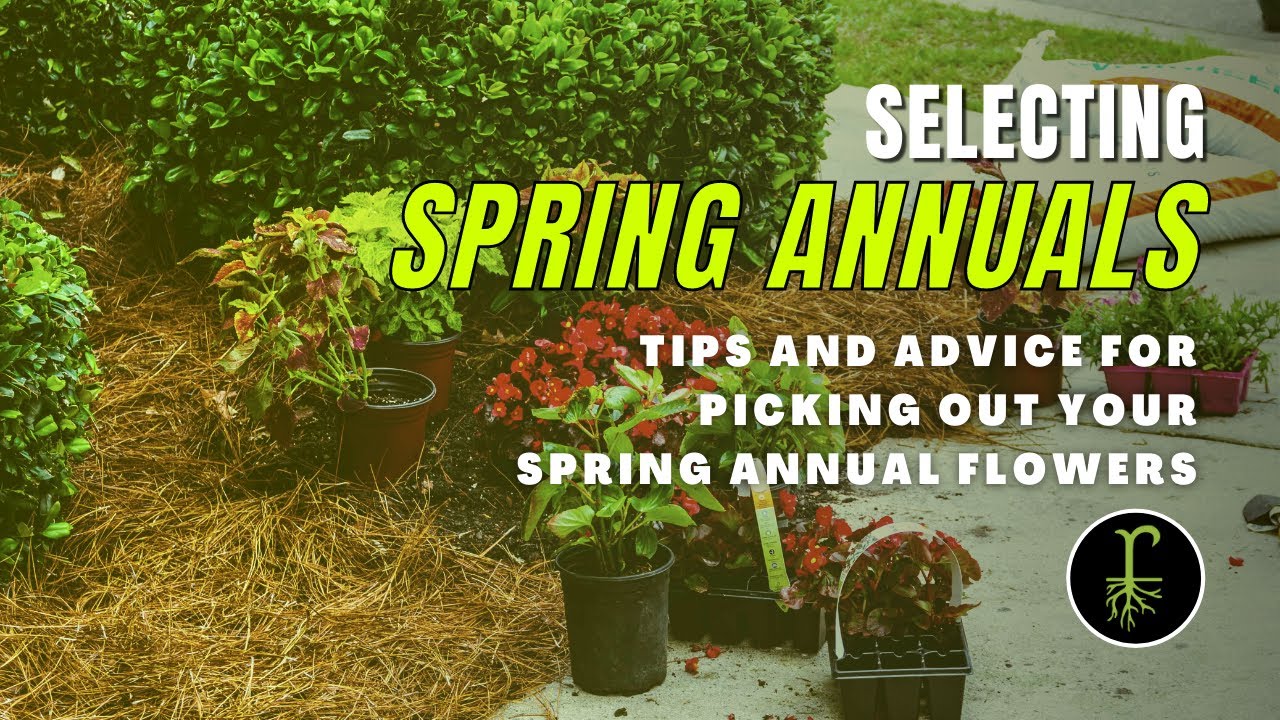 Selecting Spring Annual Flowers