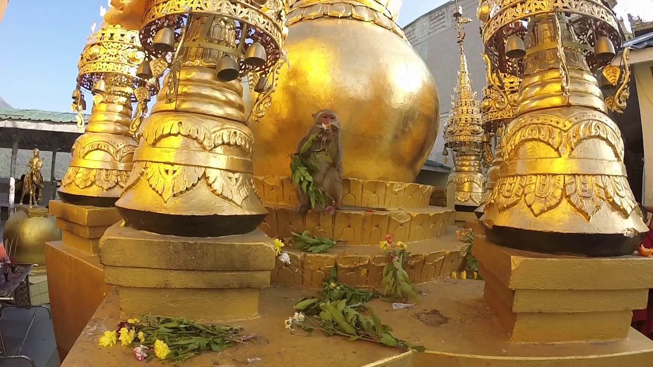The monkeys of Mount Popa (and the music of Wes Banderson)