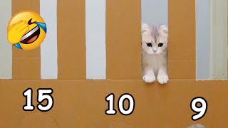 Can Cat Win this Challenge ? 🤣 by MiMo Cats 3,781 views 5 months ago 2 minutes, 11 seconds