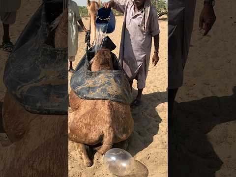 يقوم هذا العم بملء أنبوب الماء فوقهم والرمال ساخنة جد ا