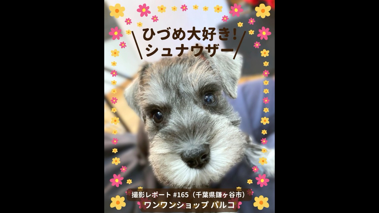 PICTWANカレンダー2026 シュナウザー【S判】