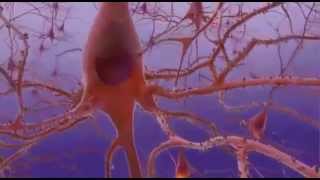 Нервная система человека, патогенез болезни Альцгеймера.(Краткая и лаконичная информация о патологических процессах в нервной системе при болезни Альцгеймера., 2014-09-09T14:56:16.000Z)