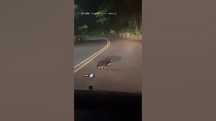 【動物搞笑】在挑釁人類的貓？｜毛孩｜喵星人｜過馬路 - 天天要聞