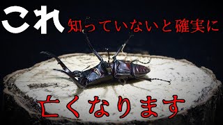 【管理&飼育方法】国産ノコギリクワガタを始めるなら必ず見てほしい